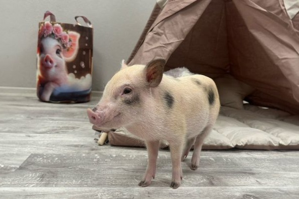 Интерьер кафе Piggy Place