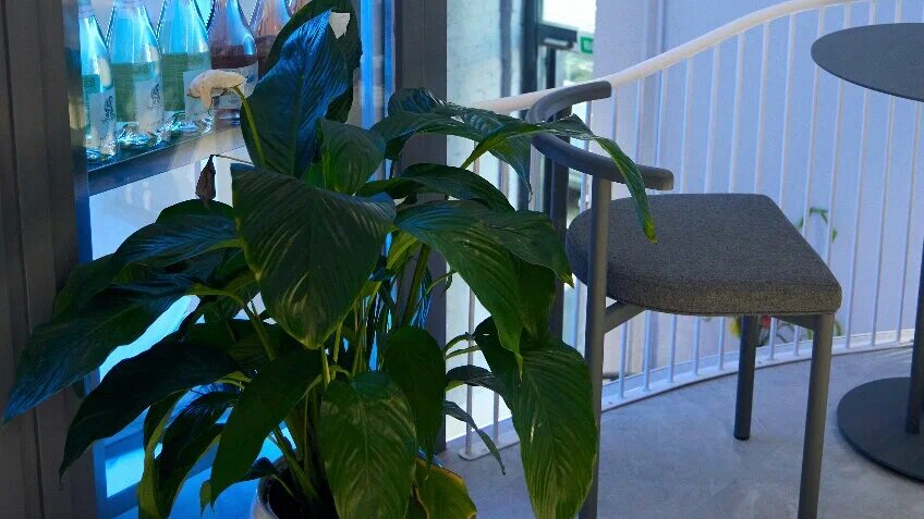 Интерьер кофейня Pono Place