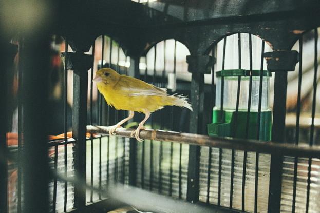 Сборные корпоративы