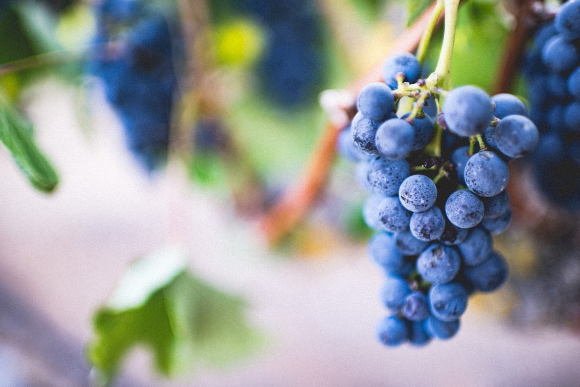 Био-вино: прогресс или секта