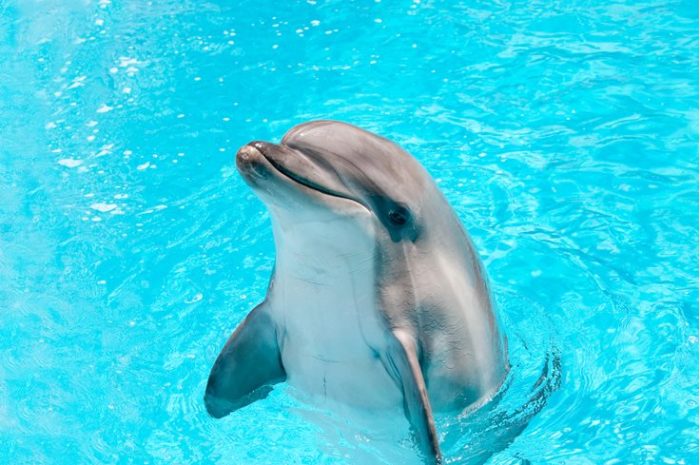 Дельфины — друзья человека! в На речке