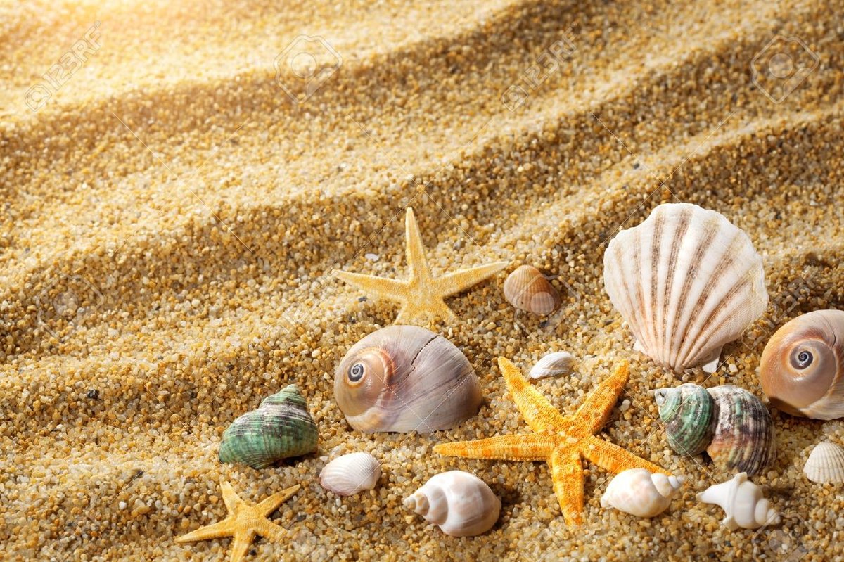 Морские животные из песка