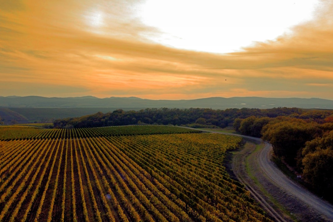 Эногастрономический ужин | Kira | ул. Кирочная, 67с2